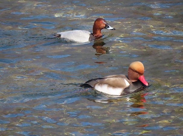 Moriglione  - Roberto Boscaini
