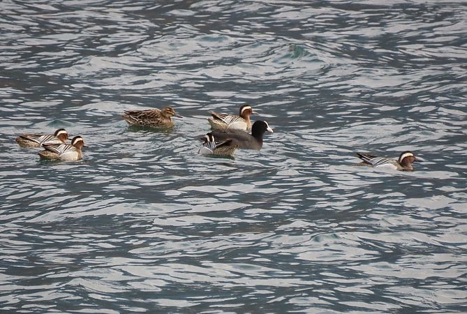 Marzaiola  - Roberto Boscaini