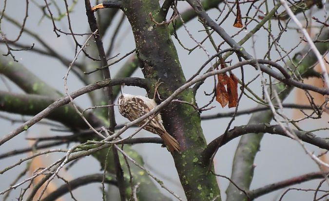 Rampichino comune  - Roberto Boscaini