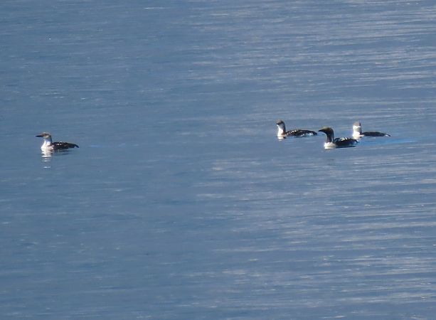 Strolaga mezzana  - Roberto Boscaini