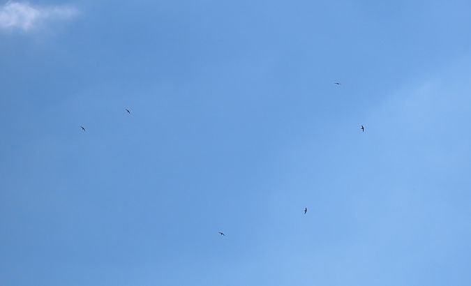 Rondone comune  - Roberto Boscaini