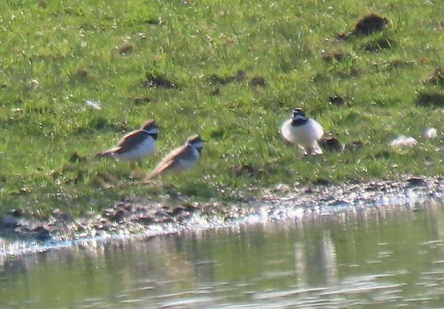 Corriere piccolo  - Roberto Boscaini