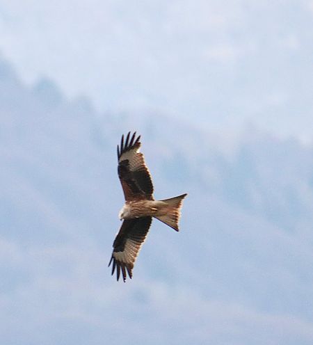 Nibbio reale  - Roberto Boscaini