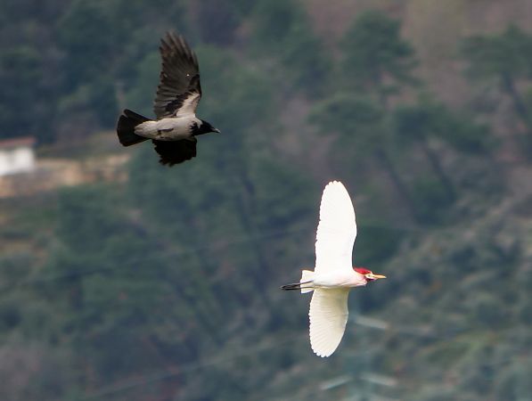 Airone guardabuoi  - Paolo Ricci
