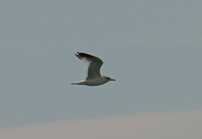 Gavina  - Paolo Ricci