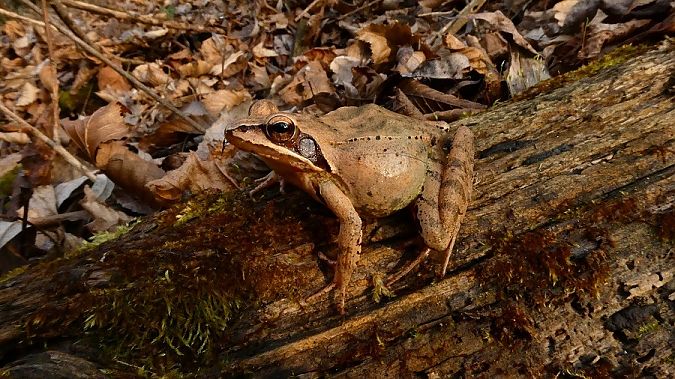 Rana dalmatina  - Massimo Gigante