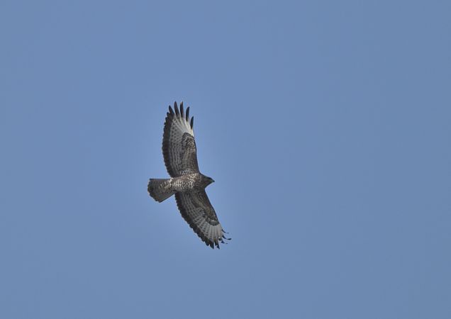 Poiana  - Luigi Gennari