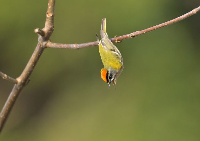 Fiorrancino  - Luigi Gennari