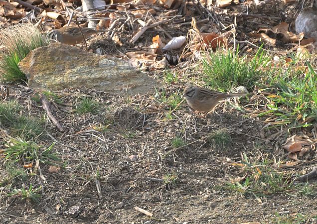 Zigolo muciatto  - Luigi Gennari