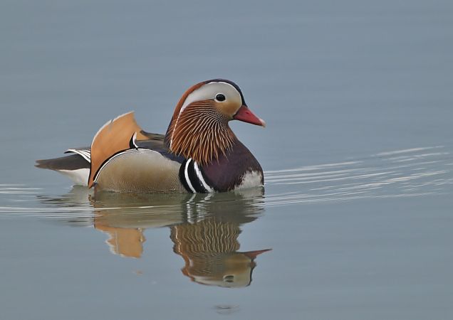 Anatra mandarina  - Luigi Gennari