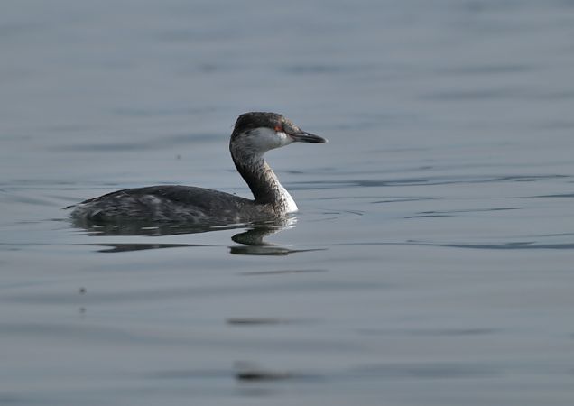 Svasso cornuto  - Luigi Gennari