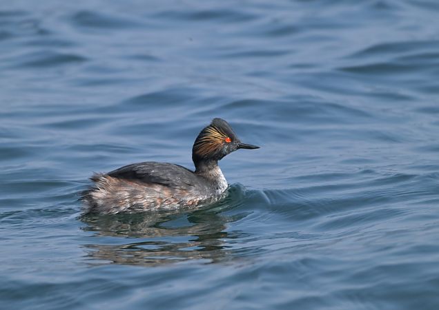 Svasso piccolo  - Luigi Gennari