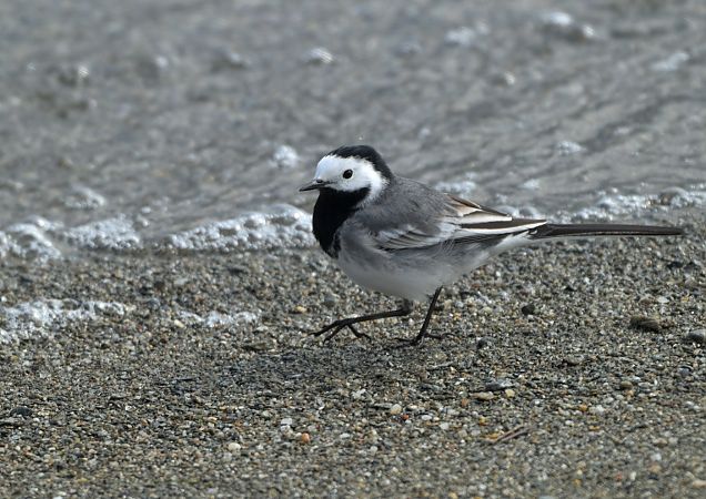 Ballerina bianca  - Luigi Gennari