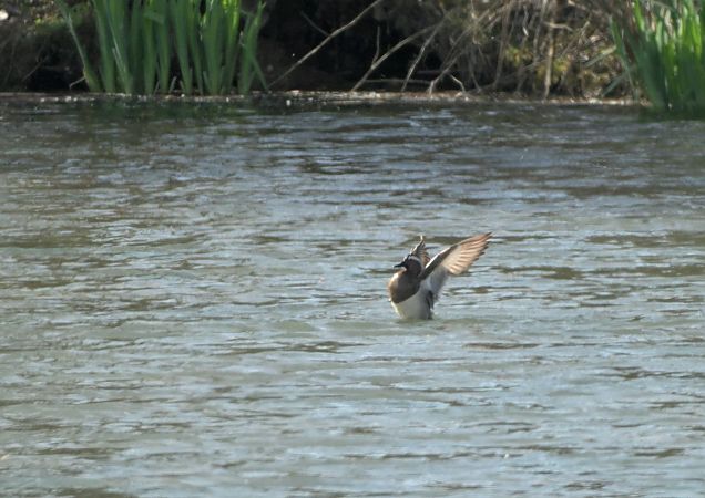 Marzaiola  - Luigi Gennari