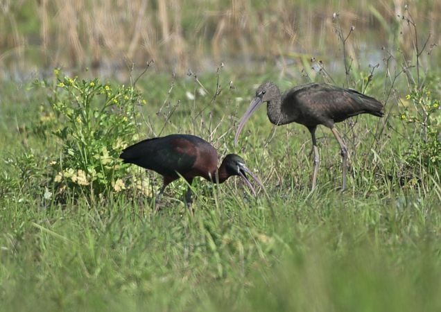 Mignattaio  - Luigi Gennari