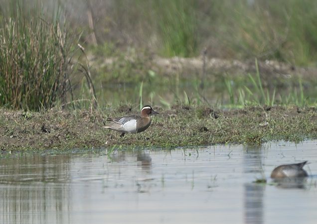 Marzaiola  - Luigi Gennari