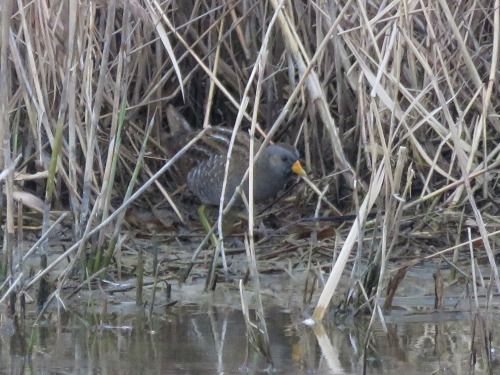 Voltolino  - Dimitri Marrone