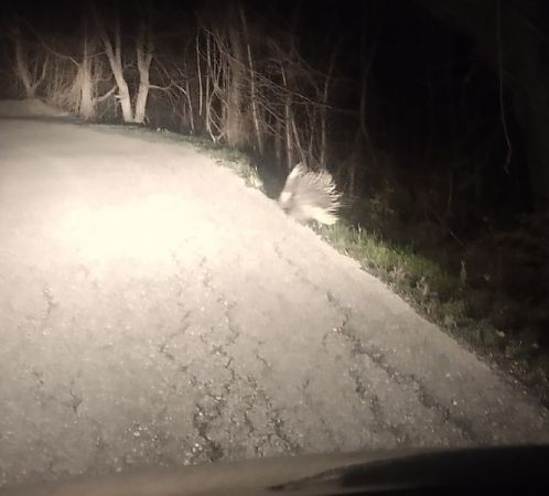 Istrice  - Dimitri Marrone