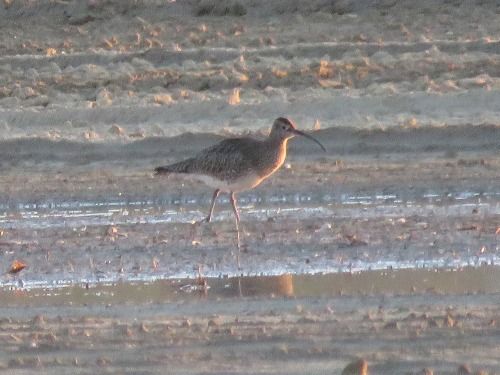 Chiurlo piccolo  - Dimitri Marrone