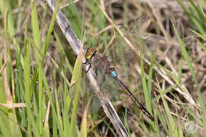 Anax ephippiger  - Luigi Barraco