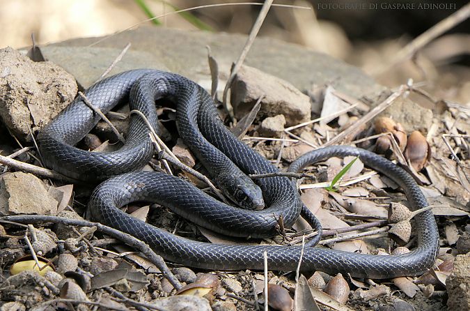 Biacco  - Gaspare Adinolfi