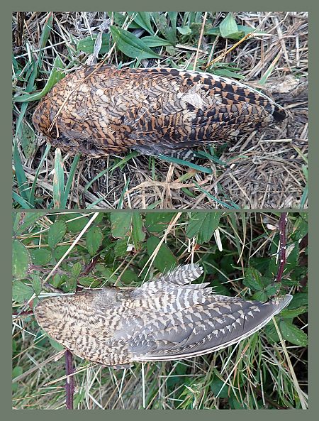 Uccello indeterminato  - Gaspare Adinolfi