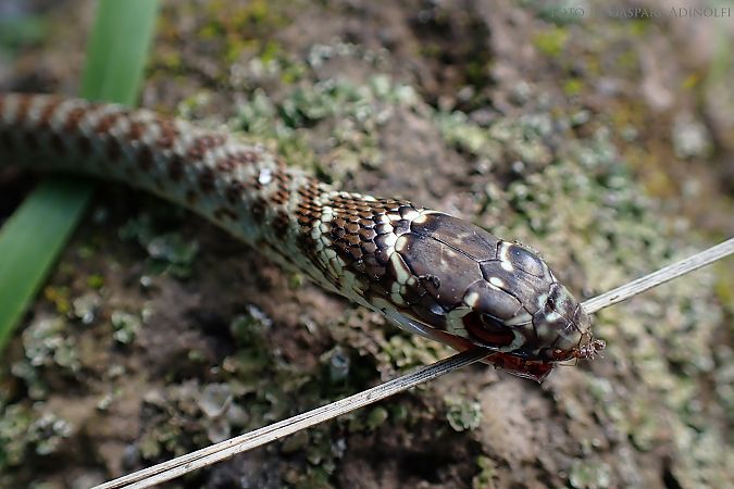 Biacco  - Gaspare Adinolfi
