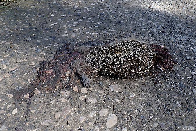 Riccio europeo  - Gaspare Adinolfi