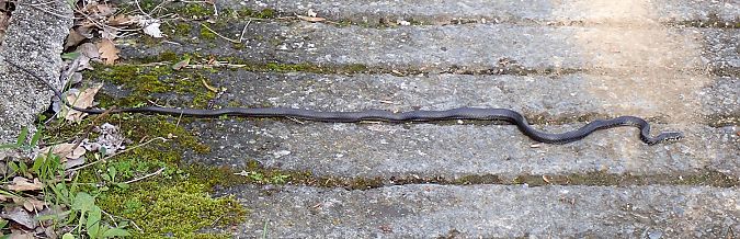 Biacco  - Gaspare Adinolfi