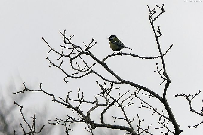 Cinciallegra  - Gaspare Adinolfi