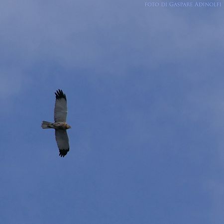 Falco di palude  - Gaspare Adinolfi