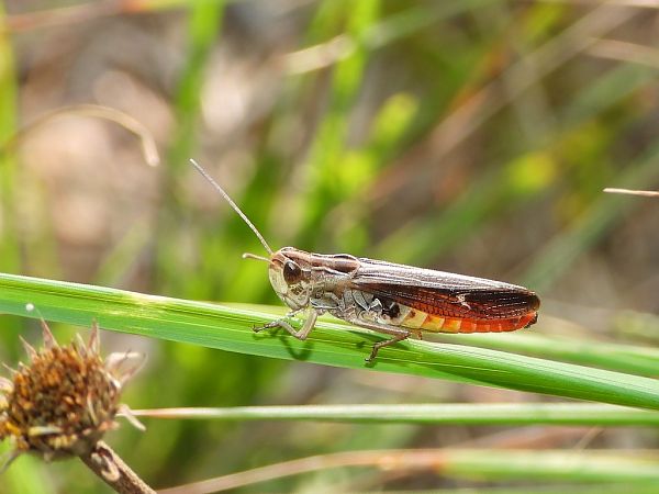 Stenobothrus rubicundulus  - Mirko Tomasi