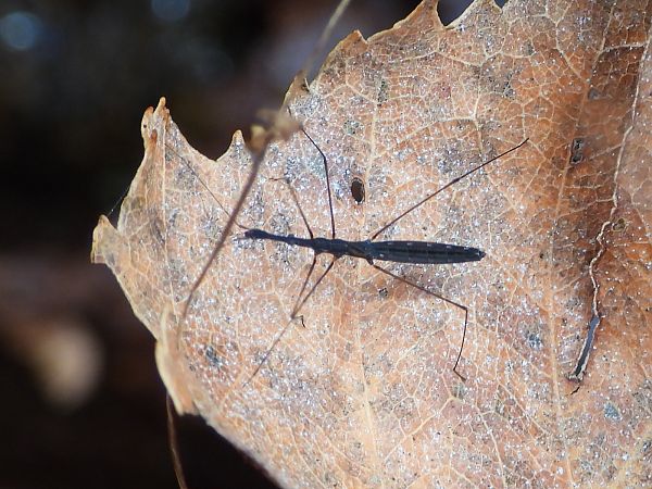 Hydrometra stagnorum  - Mirko Tomasi
