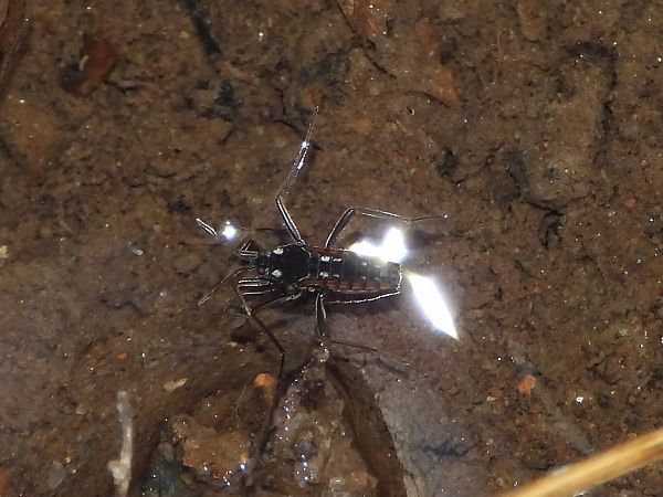 Velia caprai  - Mirko Tomasi