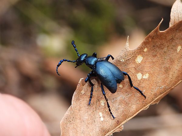 Meloe violaceus  - Mirko Tomasi