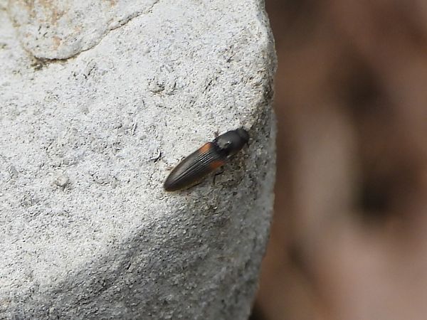 Calambus bipustulatus  - Mirko Tomasi