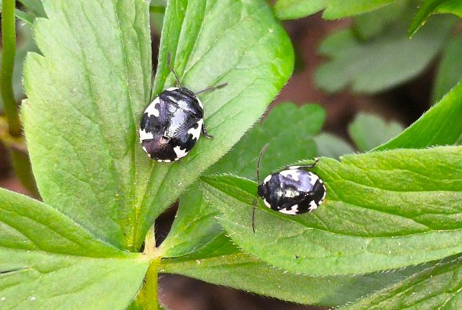 Tritomegas rotundipennis  - Mirko Tomasi