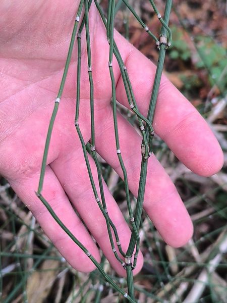 Equisetum ramosissimum  - Mirko Tomasi