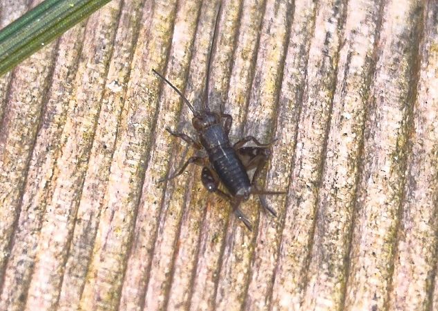 Pteronemobius heydenii  - Mirko Tomasi