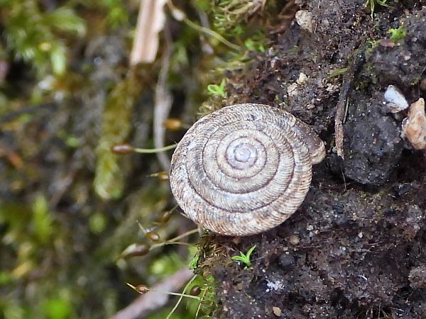 Discus rotundatus  - Mirko Tomasi