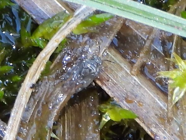 Saldula saltatoria  - Mirko Tomasi