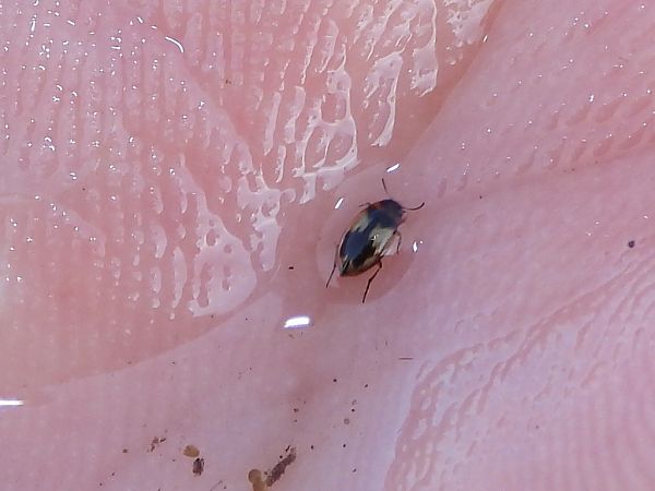 Hydroglyphus geminus  - Mirko Tomasi