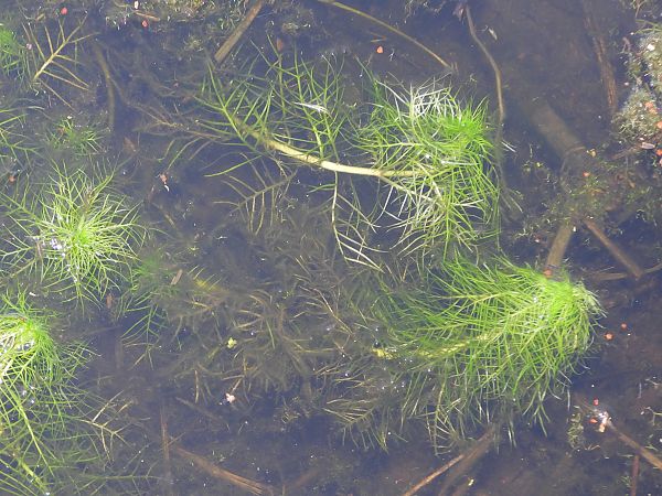 Hottonia palustris  - Mirko Tomasi