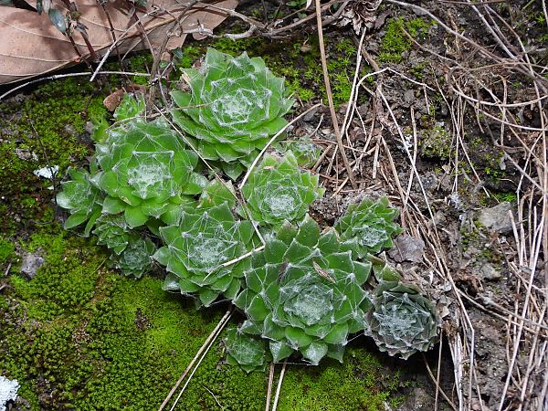 Sempervivum arachnoideum  - Mirko Tomasi