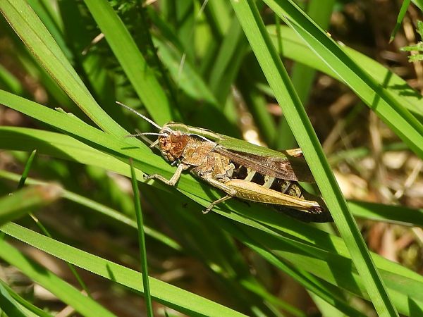 Omocestus viridulus  - Mirko Tomasi