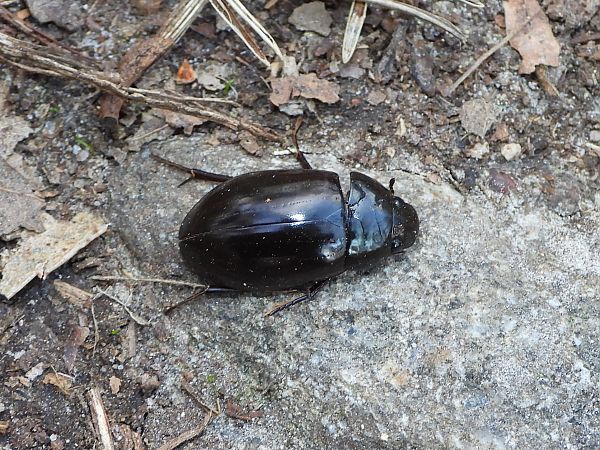 Hydrochara caraboides  - Mirko Tomasi