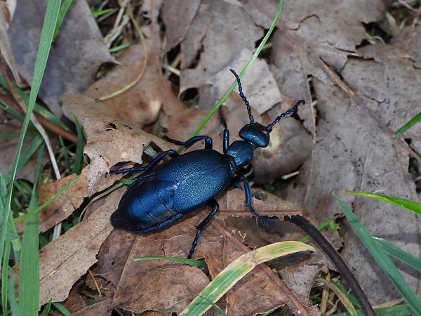 Meloe violaceus  - Mirko Tomasi