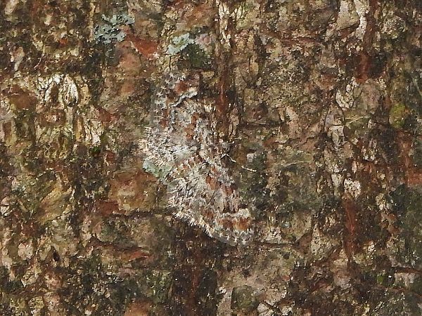 Gymnoscelis rufifasciata  - Mirko Tomasi