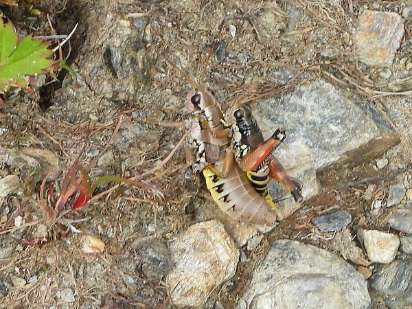 Podisma pedestris  - Mirko Tomasi