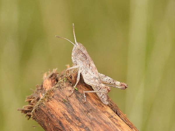 Gomphocerippus rufus  - Mirko Tomasi